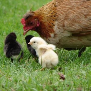 Pollos & Gallinas