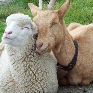 Cabras & Porcino