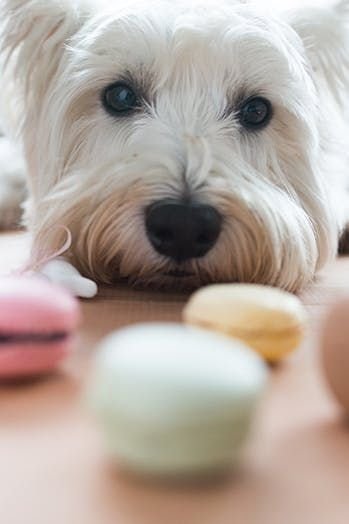 Recetas de snacks caseros y saludables para perros