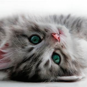 Gatos