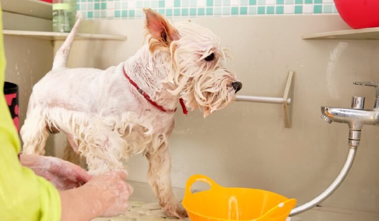 Guía básica de higiene y peluquería canina