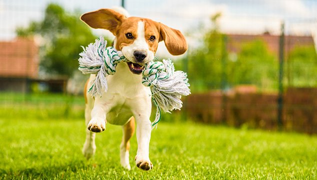 Hábitos y ejercicios saludables para tu mascota