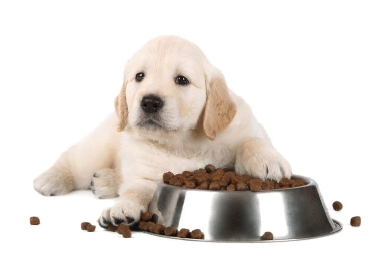 Cómo elegir el mejor pienso para cachorros