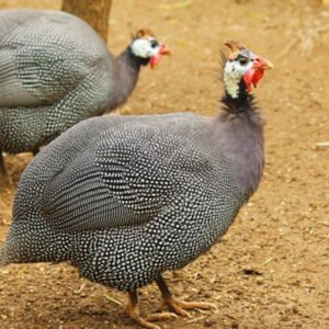Gallina Guinea (Numida meleagris) – Ave Exótica para Corral o Jardín