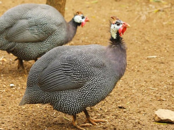 Gallina Guinea (Numida meleagris) – Ave Exótica para Corral o Jardín