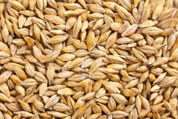 Cebada Seleccionada – Saco 35 kg • Cereal Integral para Aves y Ganado