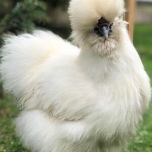 Gallina Sedosa (Silkie) — Gallinas Ornamentales en Naturfauna