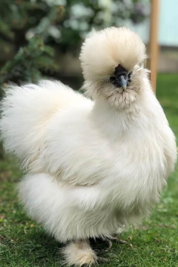 Gallina Sedosa (Silkie) — Gallinas Ornamentales en Naturfauna