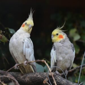 Ninfa Adulta Domesticada – Sociable y Anillada