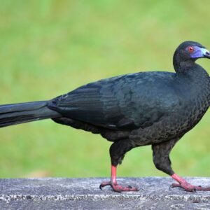 Pava Negra – Hembra de Pavo Doméstico (Bronceado Oscuro)