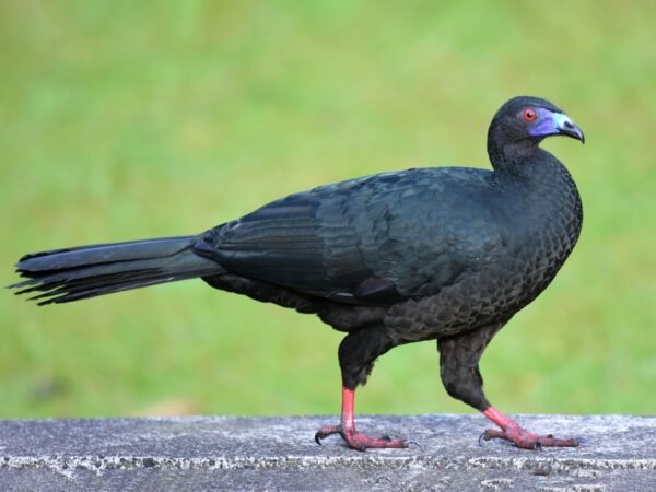 Pava Negra – Hembra de Pavo Doméstico (Bronceado Oscuro)